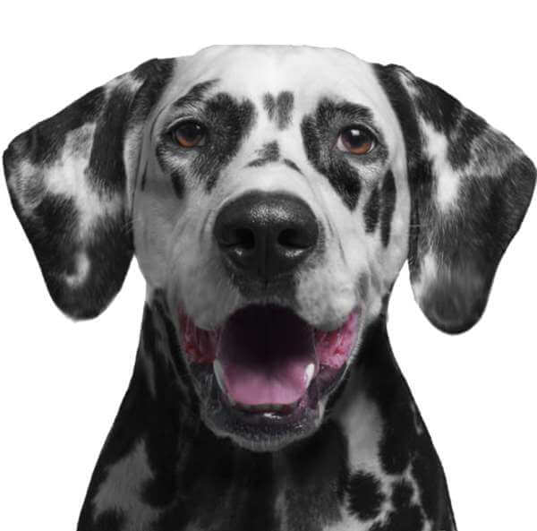 dalmation-600x593_cp